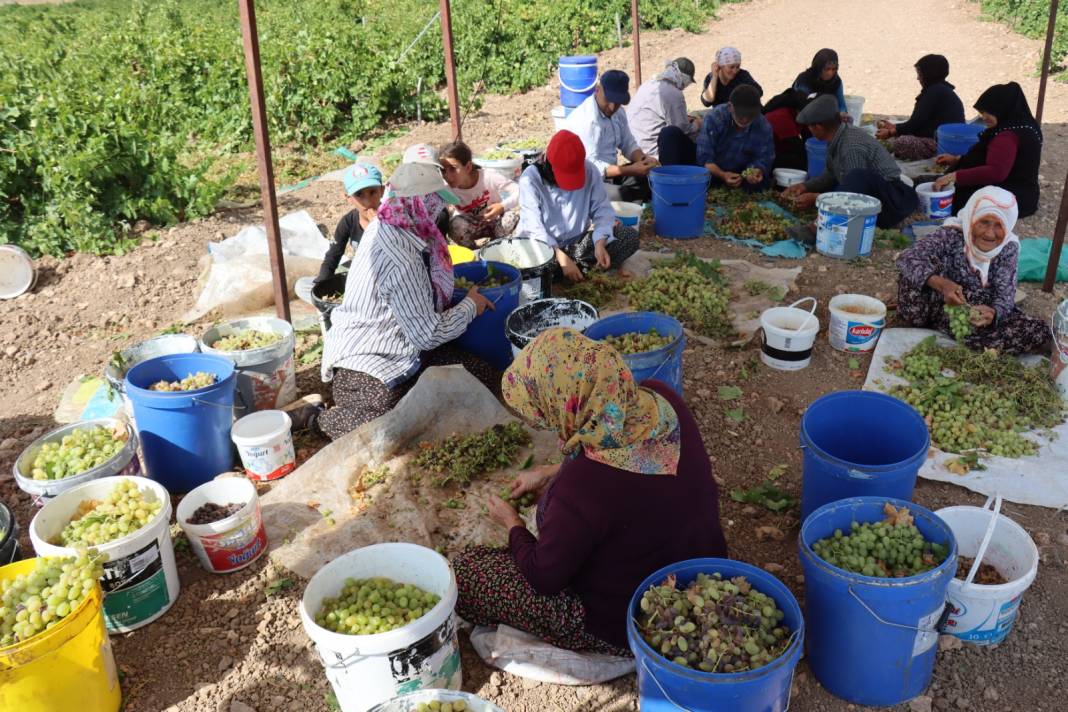 Yaşı 100 liraya satılıyor! Kurutulunca kilogram fiyatı 250 lirayı geçiyor 5